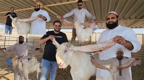 the goat abu dhabi